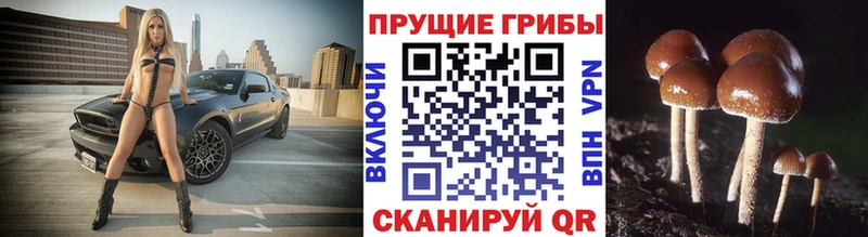 Галлюциногенные грибы прущие грибы  купить наркотик  KRAKEN ссылки  Буинск 