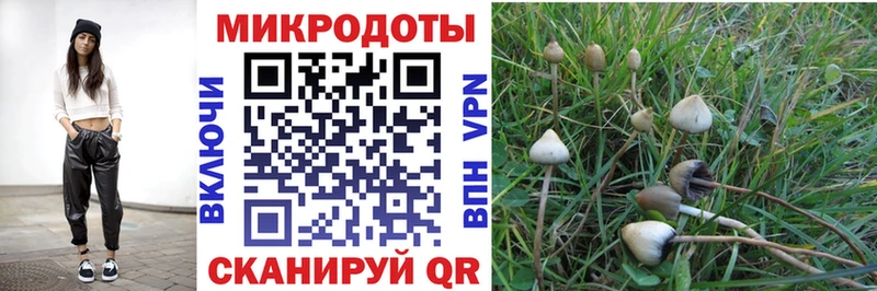 Галлюциногенные грибы Psilocybine cubensis Буинск
